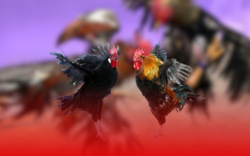 Trường Gà Casino (Trường Đấu) là gì? Quy trình tổ chức và quản lý một trận đấu lớn.