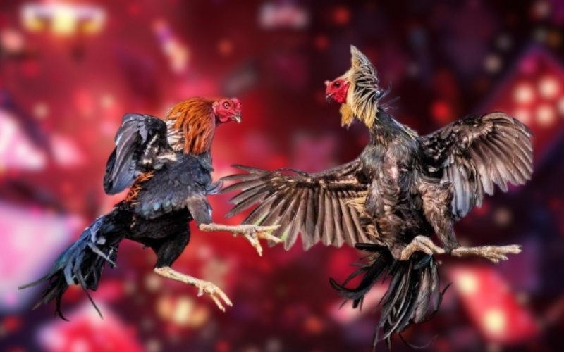 Các bài tập huấn luyện tăng cường thể lực và sức bền