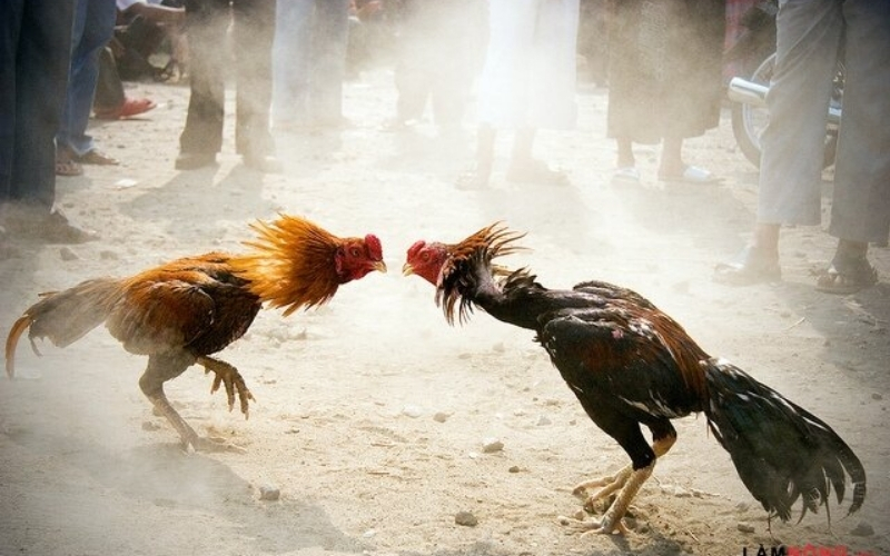 Các bài tập rèn luyện thể lực và độ dẻo dai đỉnh cao