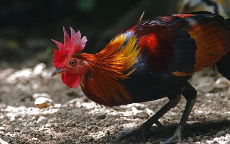 Những dòng gà chiến nổi tiếng nhất tại Đông Nam Á