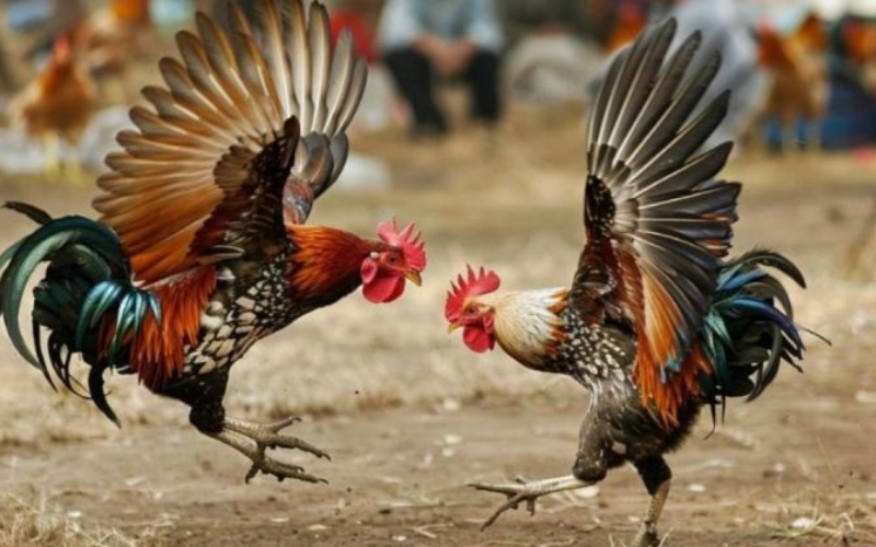 Phương pháp huấn luyện chiến kê có sức chịu đựng cao