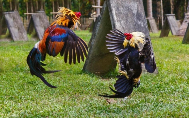 Phương pháp huấn luyện gà chiến dẻo dai và quyết đoán