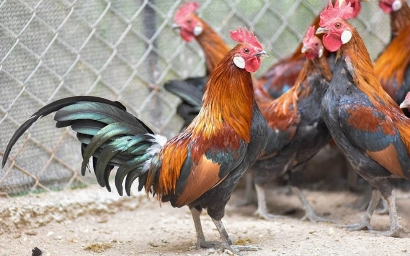 Top các dòng gà chiến lừng danh nhất khu vực